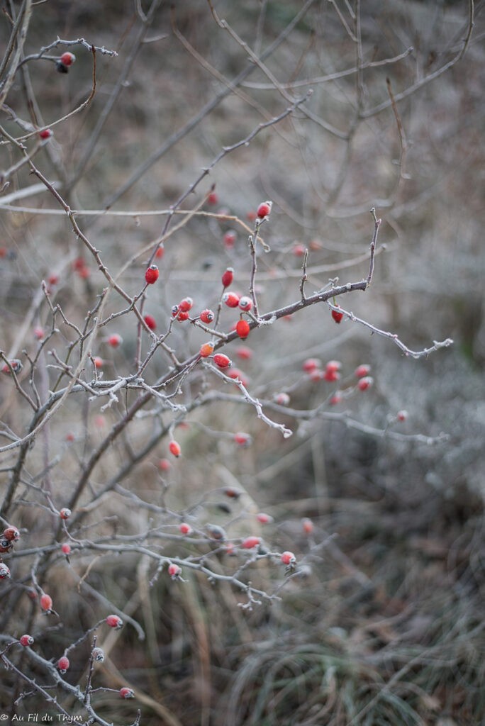 Balade d'hiver dans le Vercors