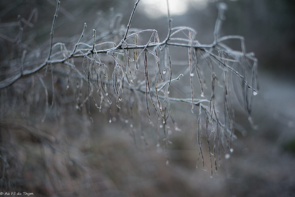 Balade d'hiver dans le Vercors