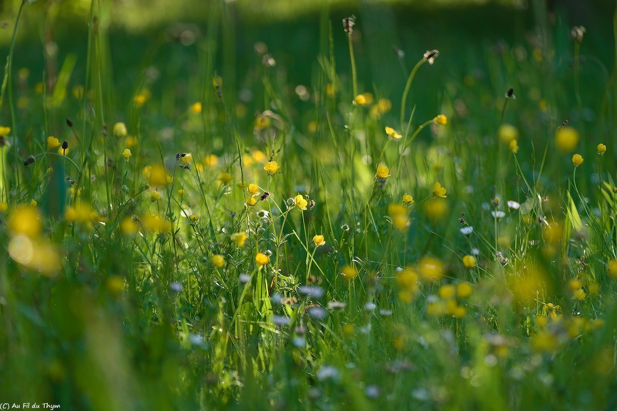 Balade Botanique : Squatteuses des potagers (mai 2025)