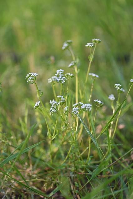 Squatteuses des potagers : doucette
