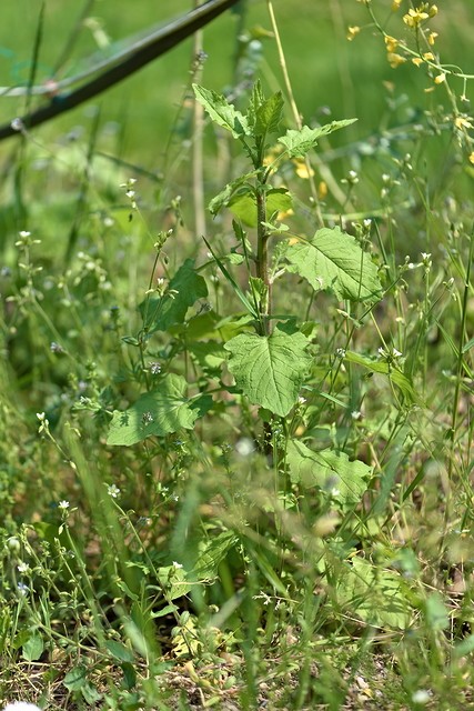 Squatteuses des potagers : lampsane commune