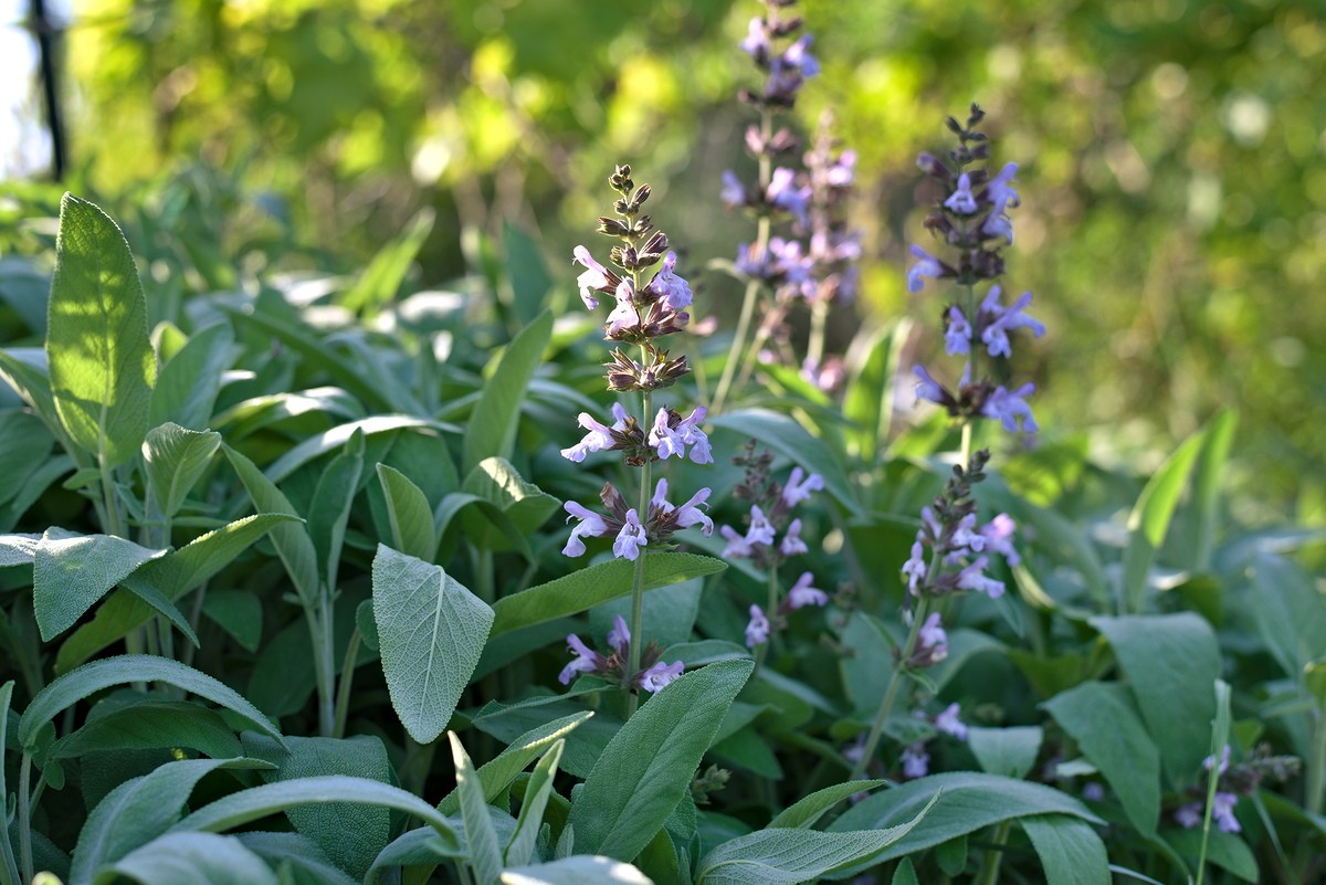 Un petit tour au jardin…
