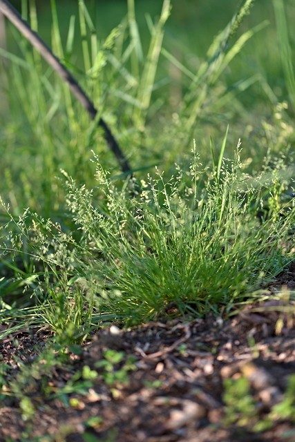 Squatteuses des potagers : pâturin annuel