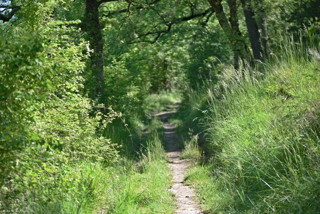 Chemin des orchidées, Simorre