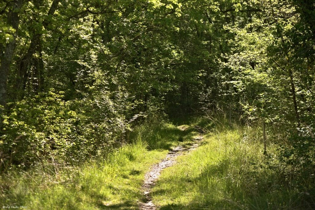 Chemin des orchidées, Simorre