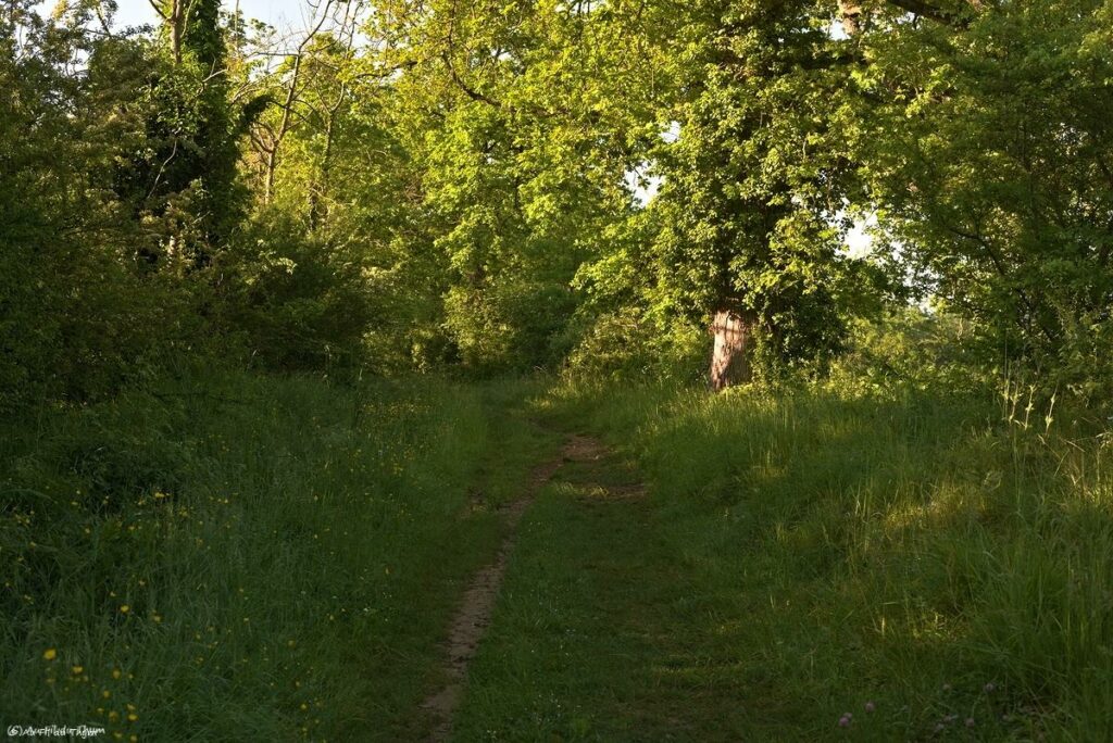 Chemin des orchidées, Simorre