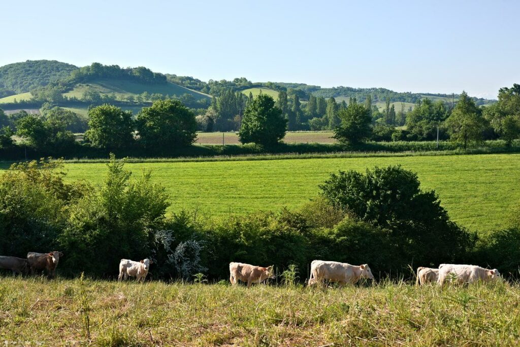 Chemin des orchidées, Simorre