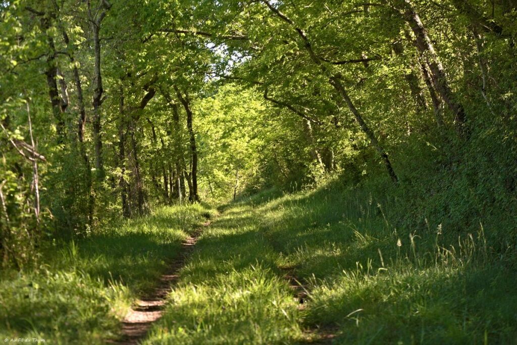 Chemin des orchidées, Simorre