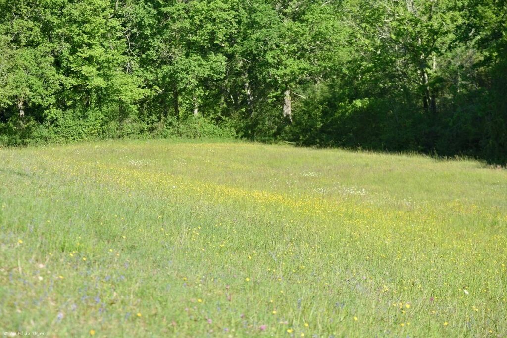 Chemin des orchidées, Simorre