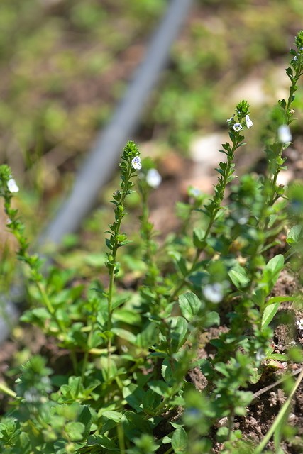 Squatteuses des potagers : Véronique à feuilles de serpolet