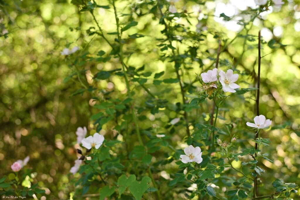 Eglantier en fleurs