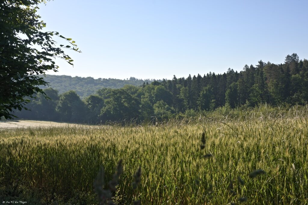 Randonnée Lac de Savères - Entre Lautignac et Savères