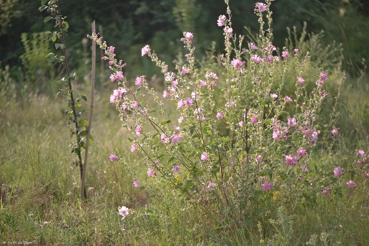 Balade Botanique : Voir la vie en rose