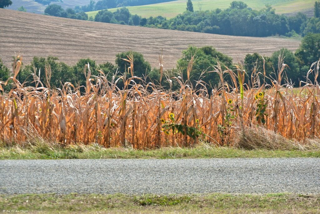 Impact 40 degrés sur la nature
