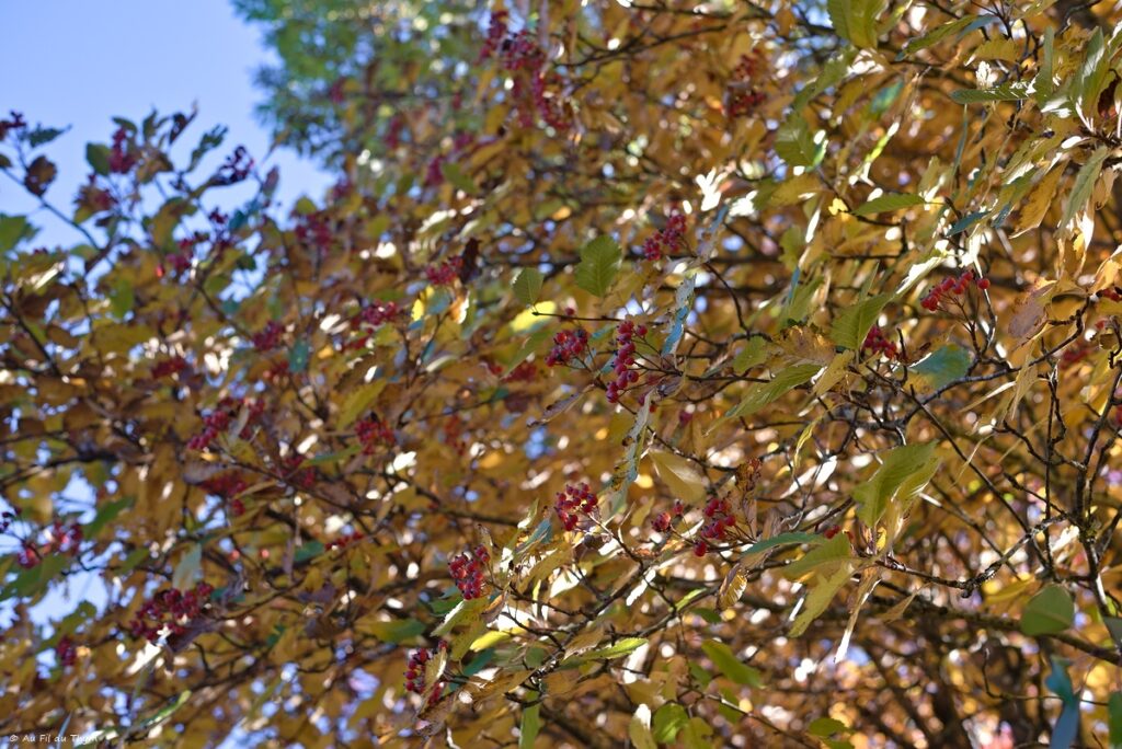 Haute Loire à l'automne - Alisier