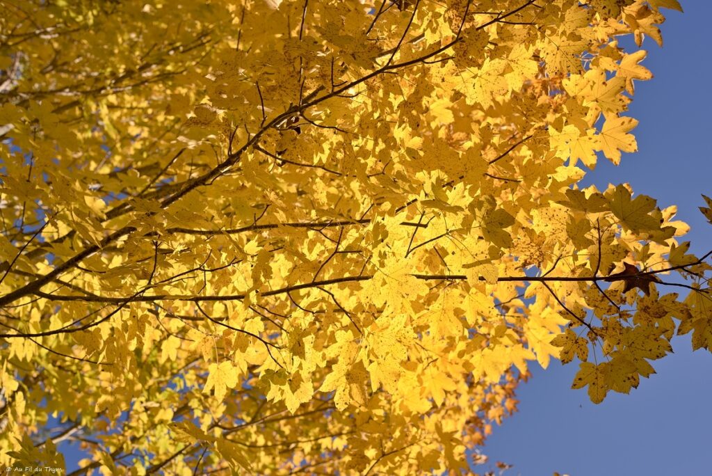 Haute Loire à l'automne - Erable