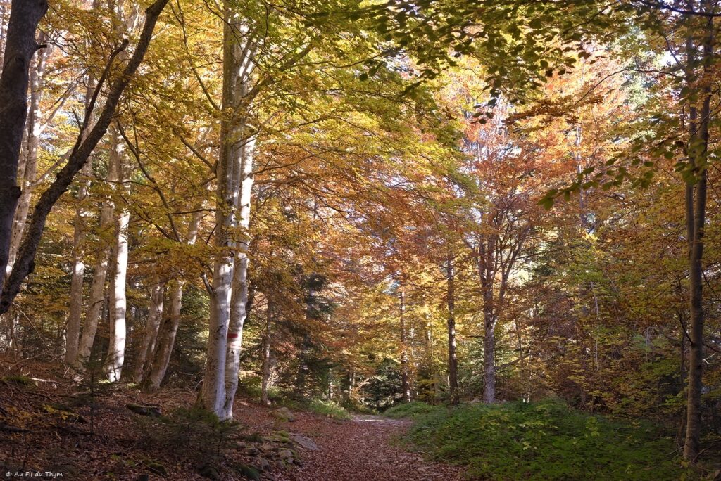 Haute Loire à l'automne - Forêt du Pic de Lisieux