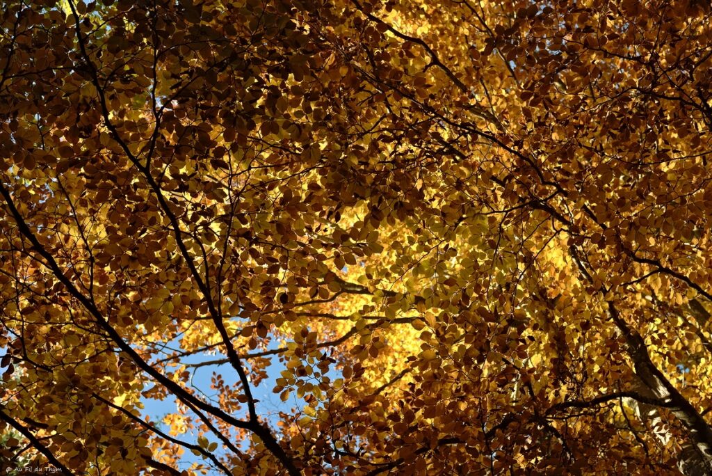 Haute Loire à l'automne - Hêtre