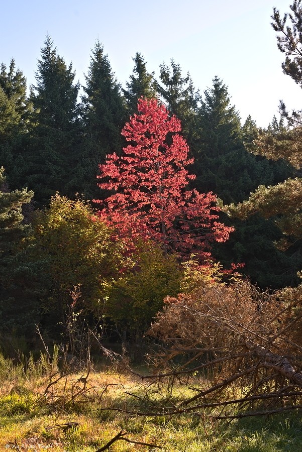 Haute Loire à l'automne - Merisier