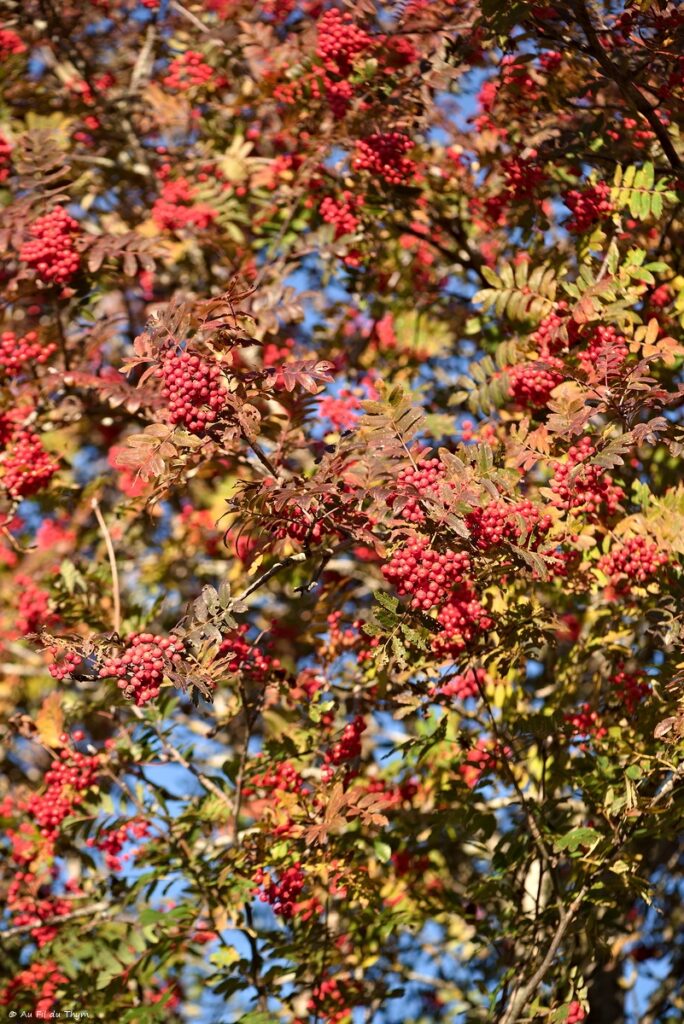 Haute Loire à l'automne - Sorbier des oiseaux