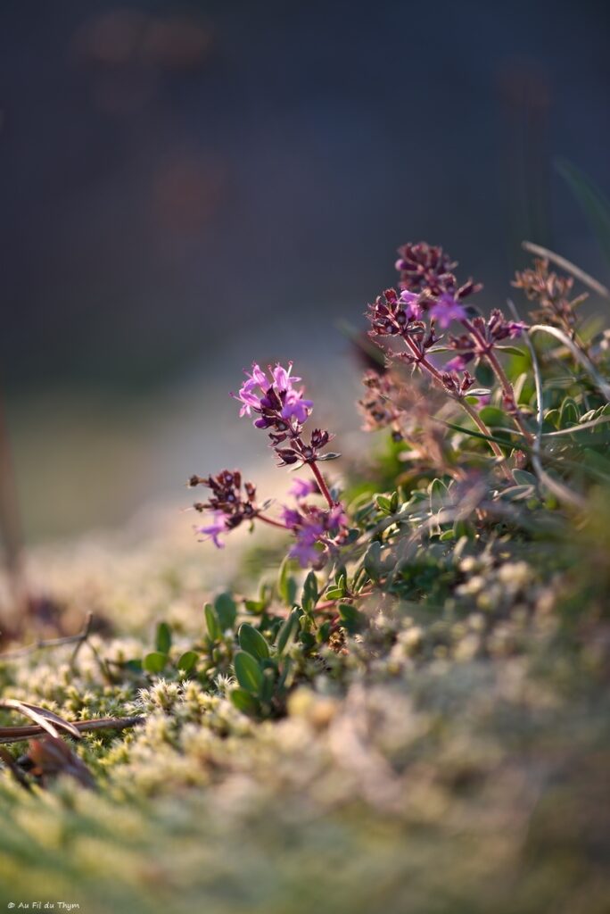 Haute Loire à l'automne - Thym couché