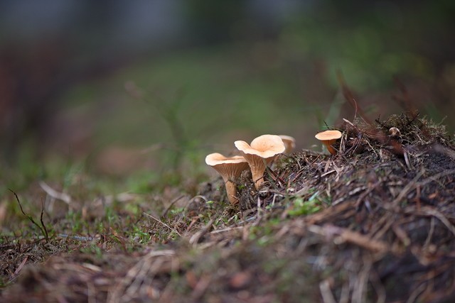 Dans les forêts de haute loire