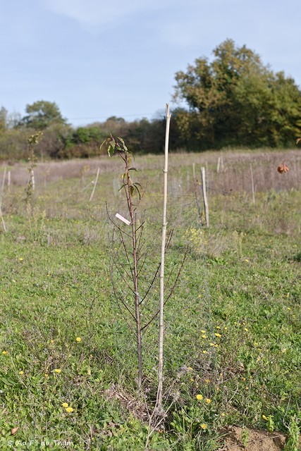 arbres fruitiers au jardin : scion
