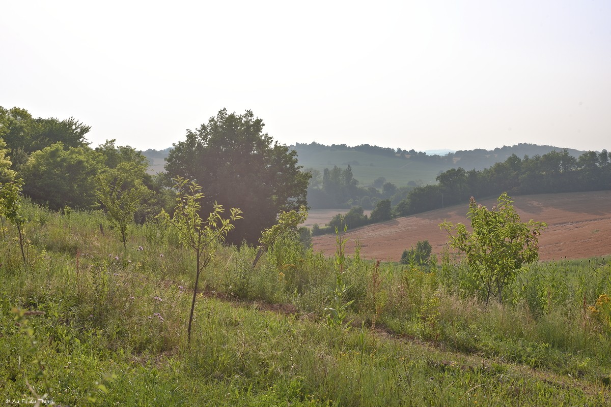 Astuces : Installer des fruitiers au jardin