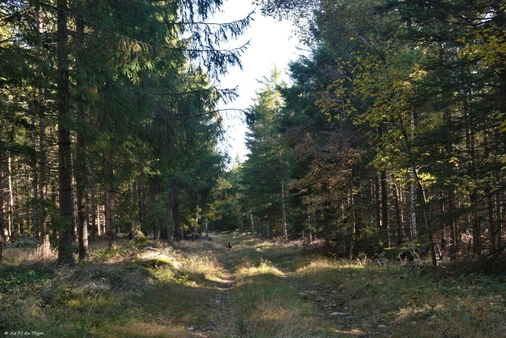 Dans les forêts du Meygal