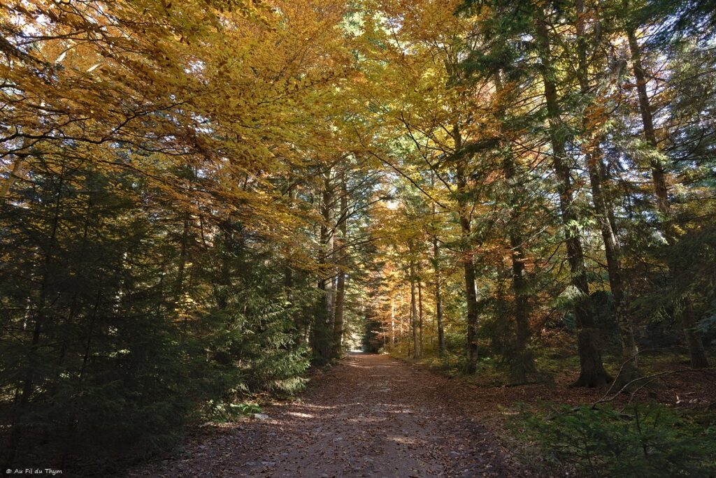 Dans les forêts du Meygal