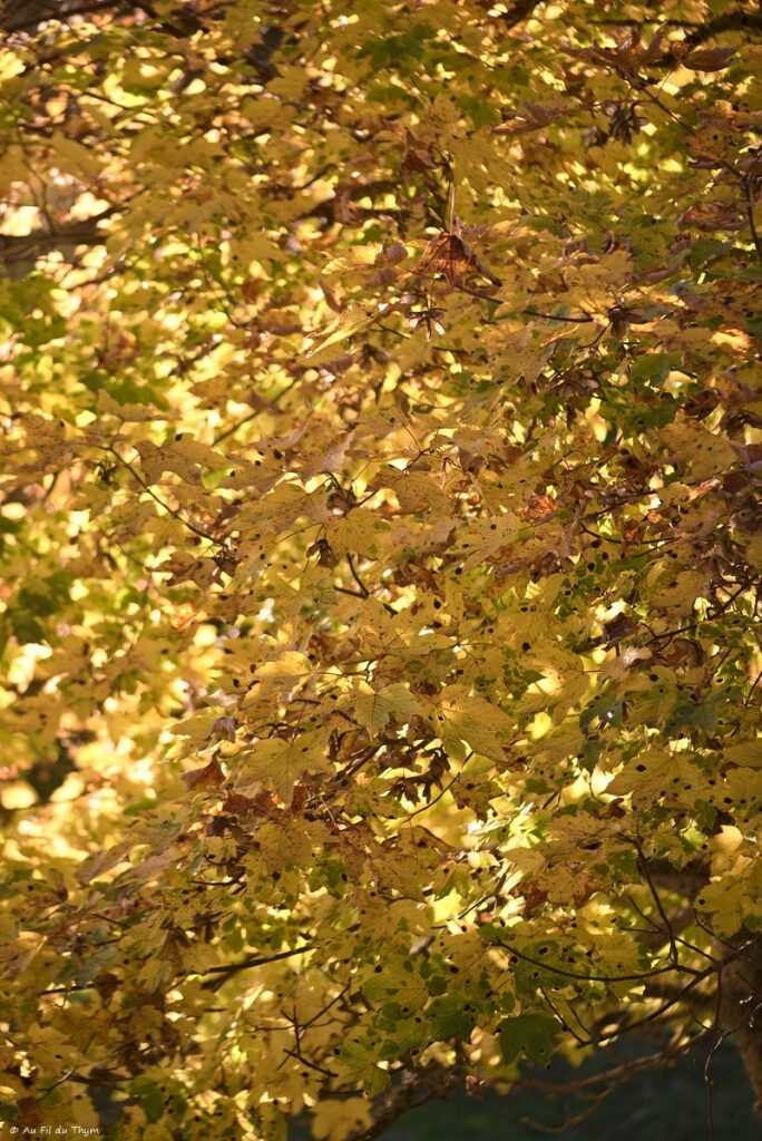 Erable sycomore à l'automne