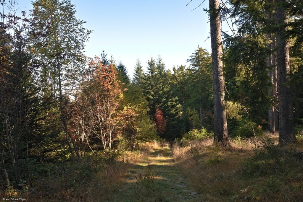 Dans les forêts du Meygal