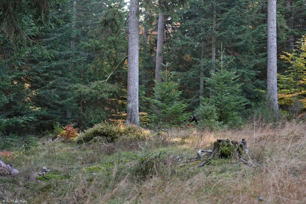 Dans les forêts du Meygal