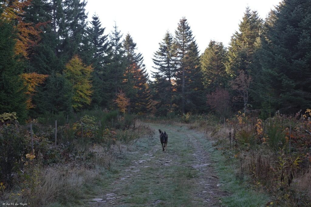 Dans les forêts du Meygal