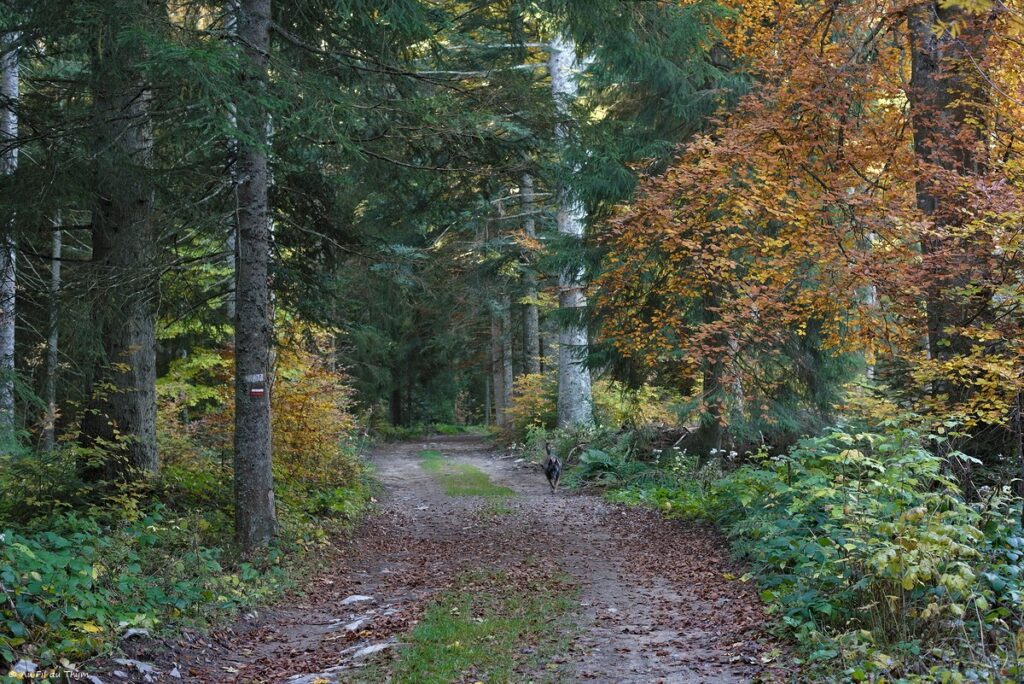 Dans les forêts du Meygal