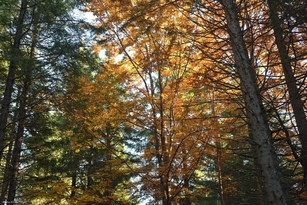 Dans les forêts du Meygal