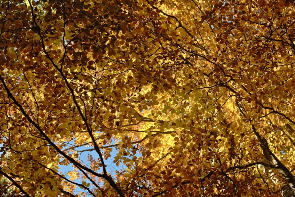 Dans les forêts du Meygal