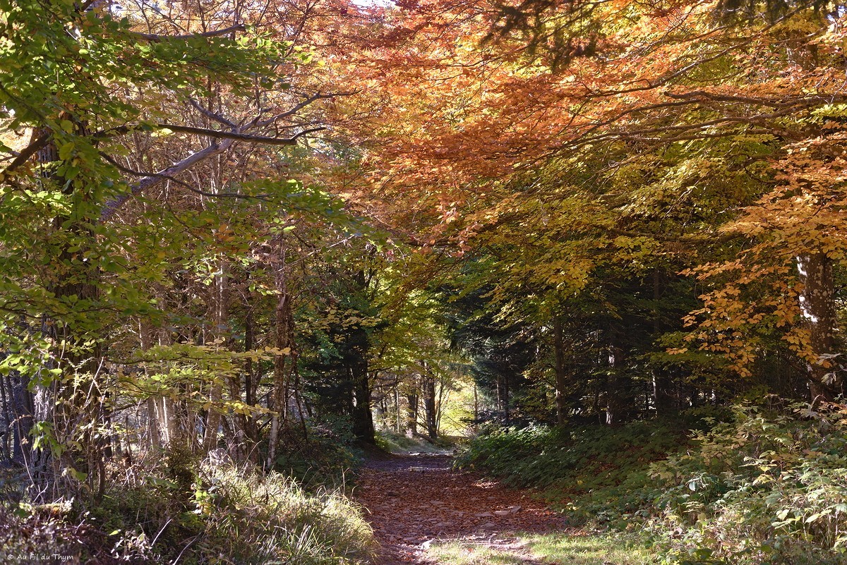 Dans les forêts du Meygal
