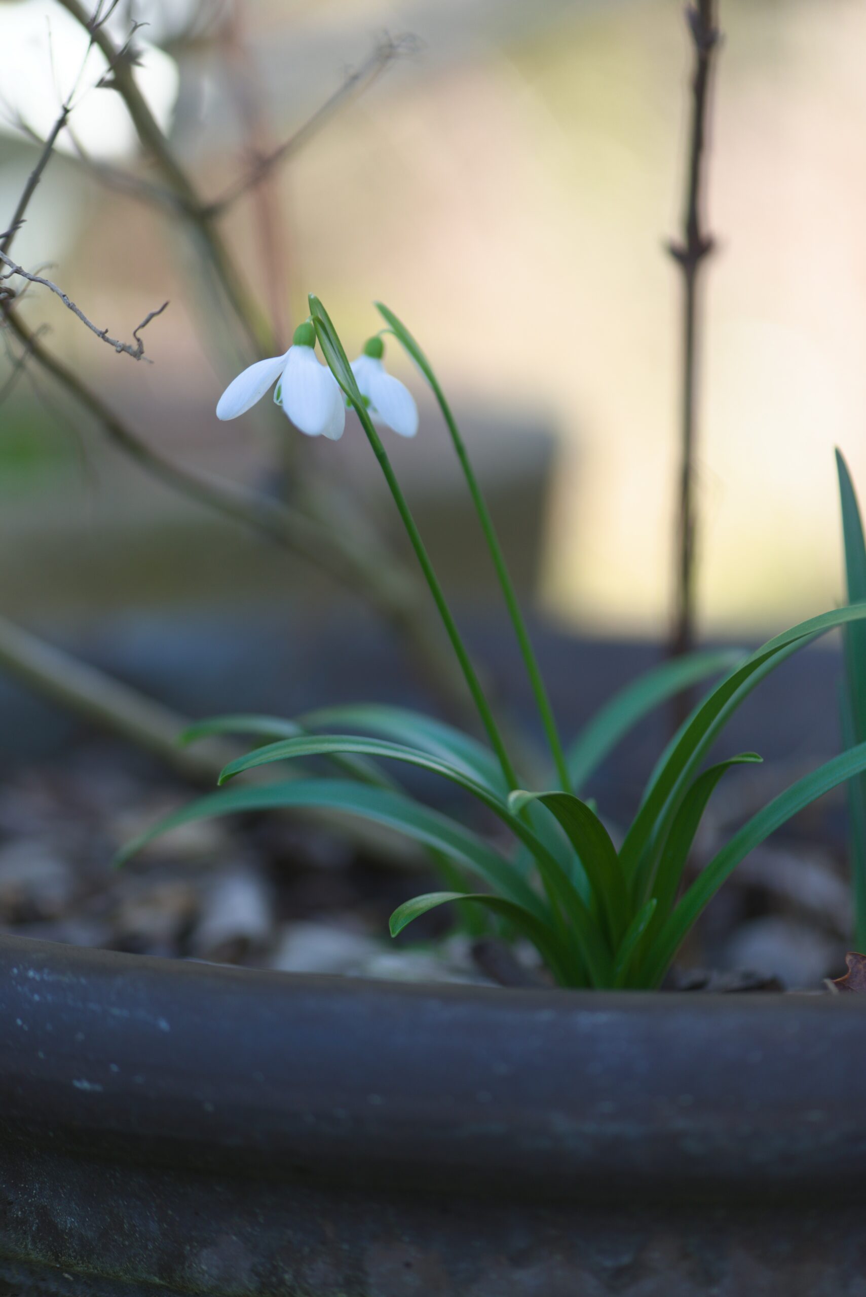 Macrophotographie jardin d'hiver