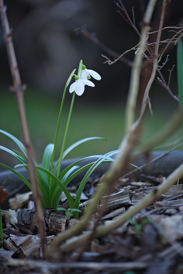 Macrophotographie jardin d'hiver