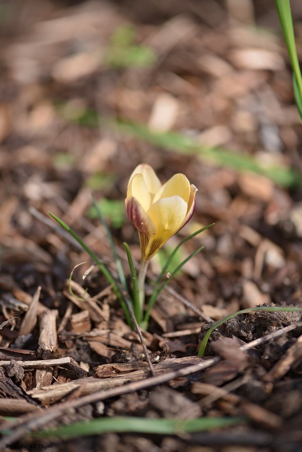 Macrophotographie jardin d'hiver : crocus