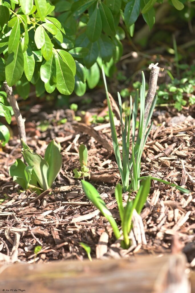Macrophotographie jardin d'hiver