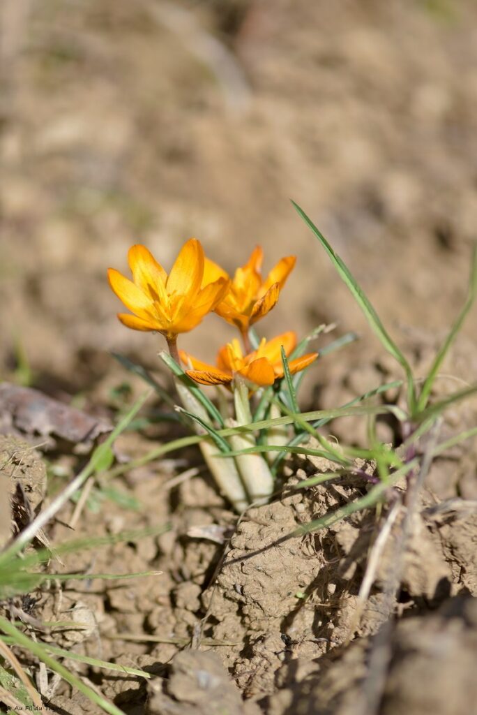 Macrophotographie jardin d'hiver : crocus