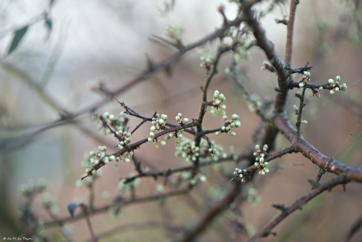 Balade Botanique – L&rsquo;heure du débourrage (Mars 2026)