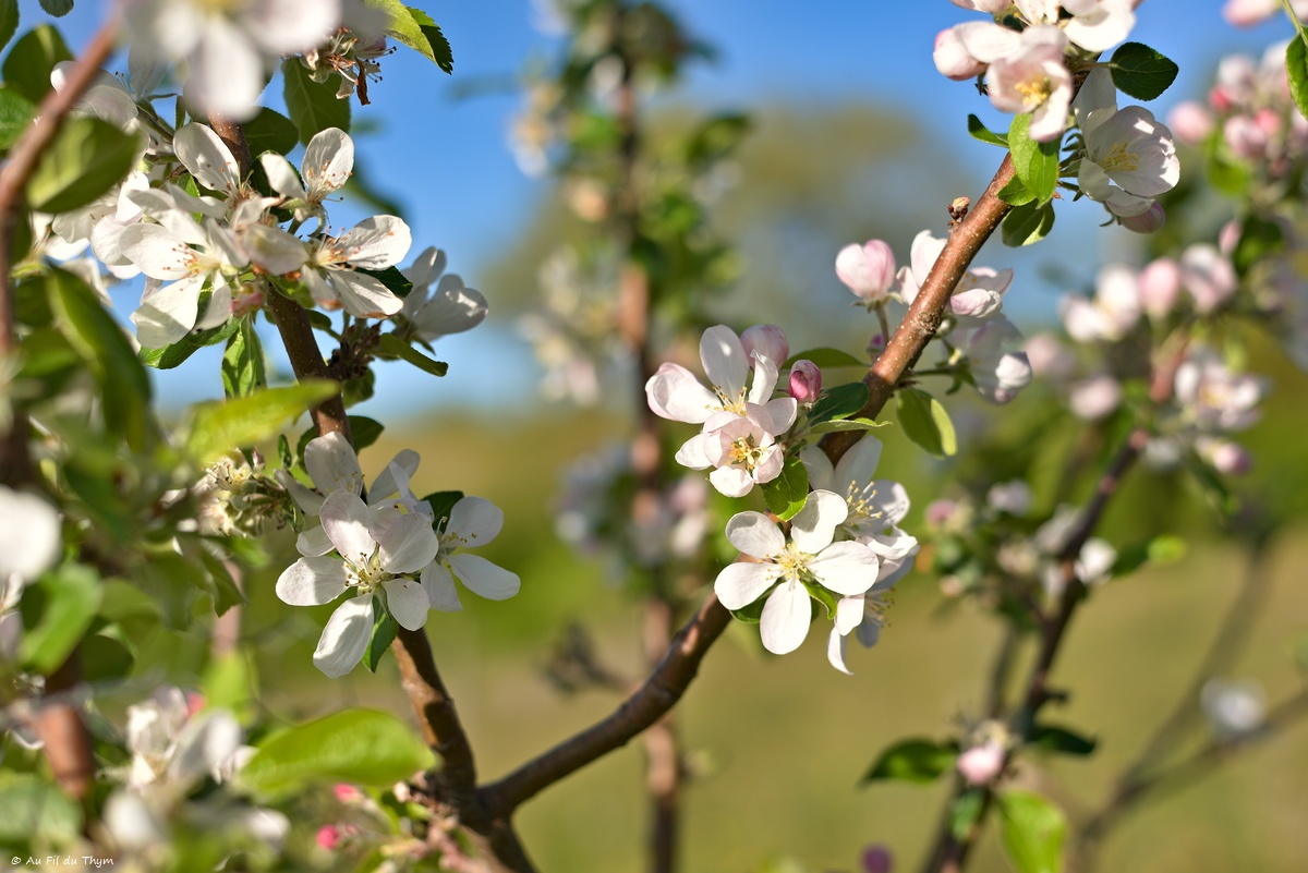 Le printemps au jardin