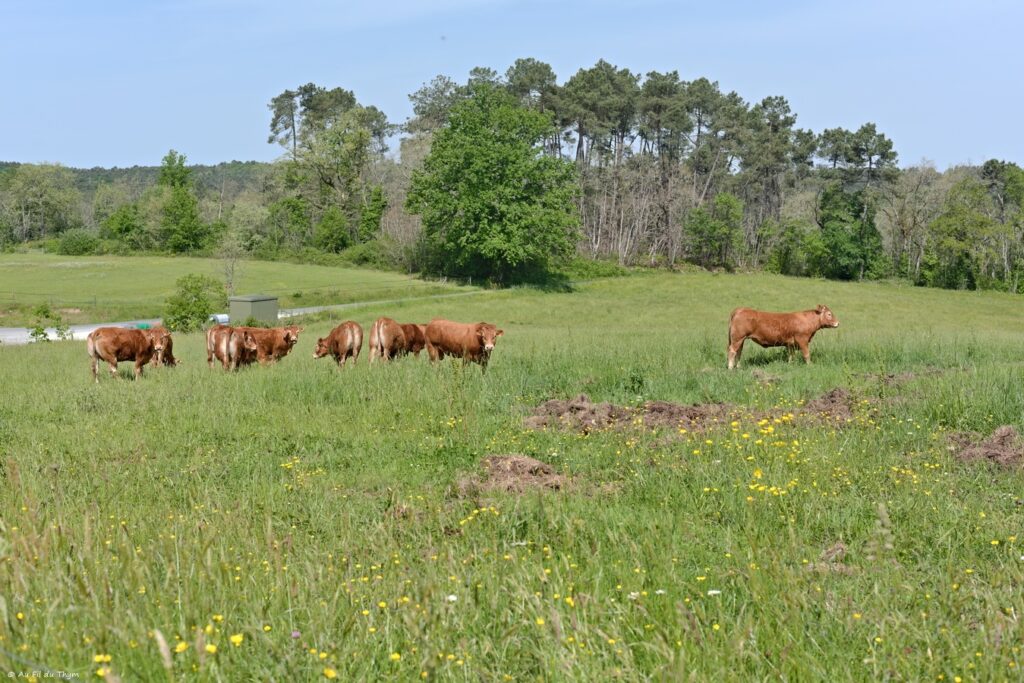 Boucle des crêtes du Villamblard