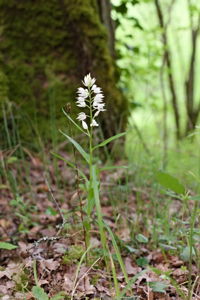 Céphalanthère à longues feuille