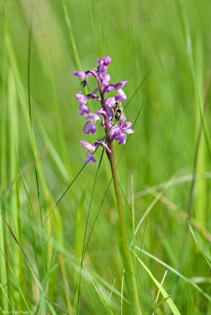 Orchis peint