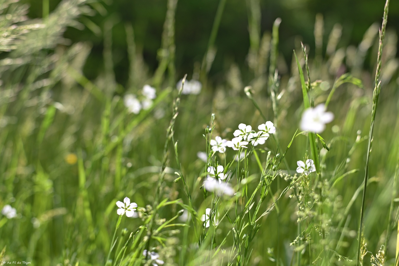 Champs et fleurs de lin