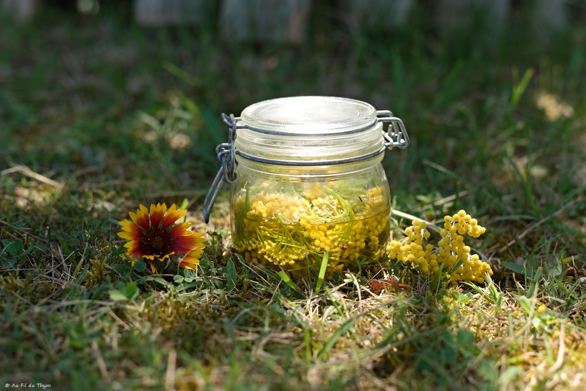 DIY – Huile d&rsquo;Hélichryse italienne (hématomes, anti-inflammatoires)